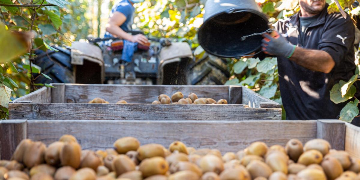 Lavoro agricolo, in calo aziende e operai